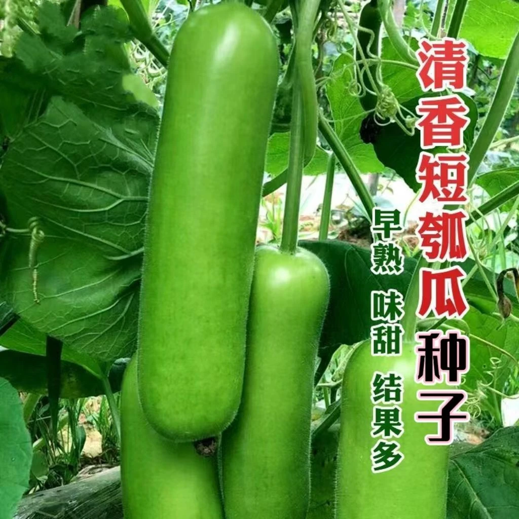清香短瓠瓜种子短蒲瓜种籽甜瓠子瓜菜葫芦短棒农家阳台四季蔬菜种