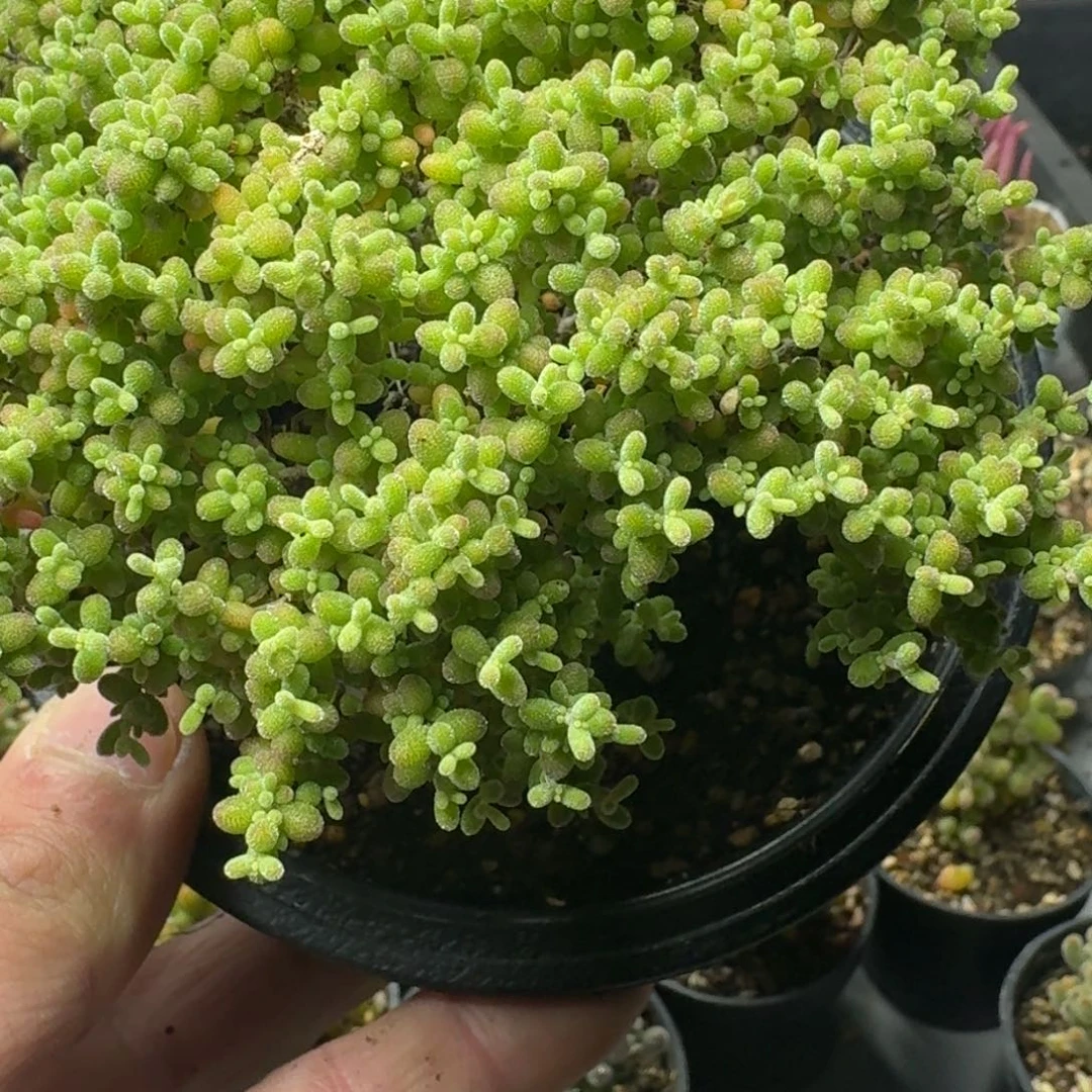 茶**茶多肉植物枝干番杏