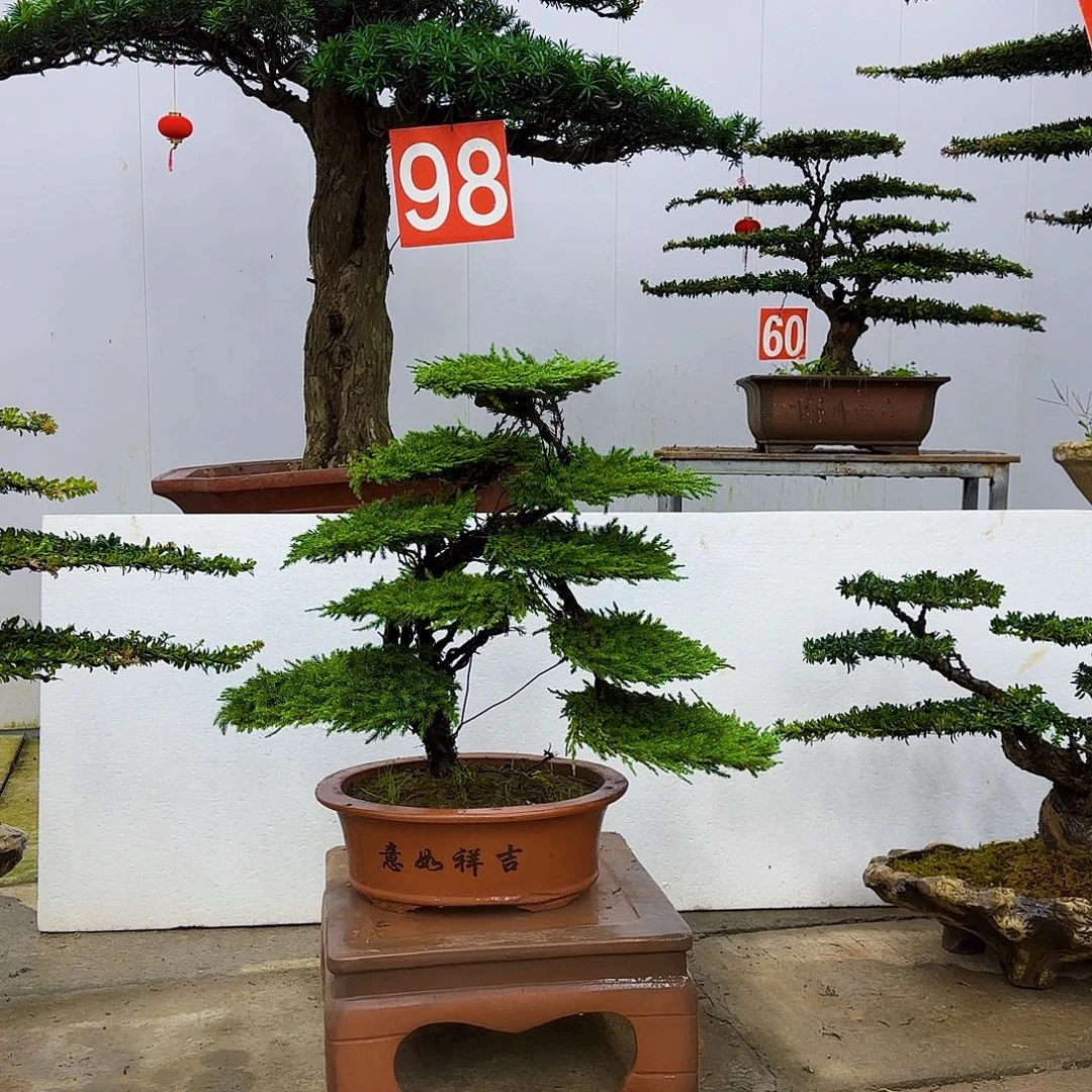 无花朵盆景直播间