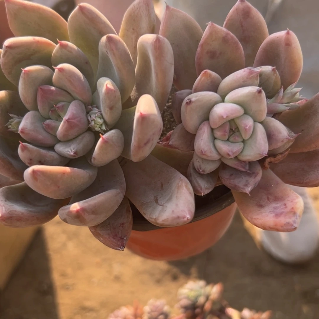 酷***?诺肉植物植物植物营养液