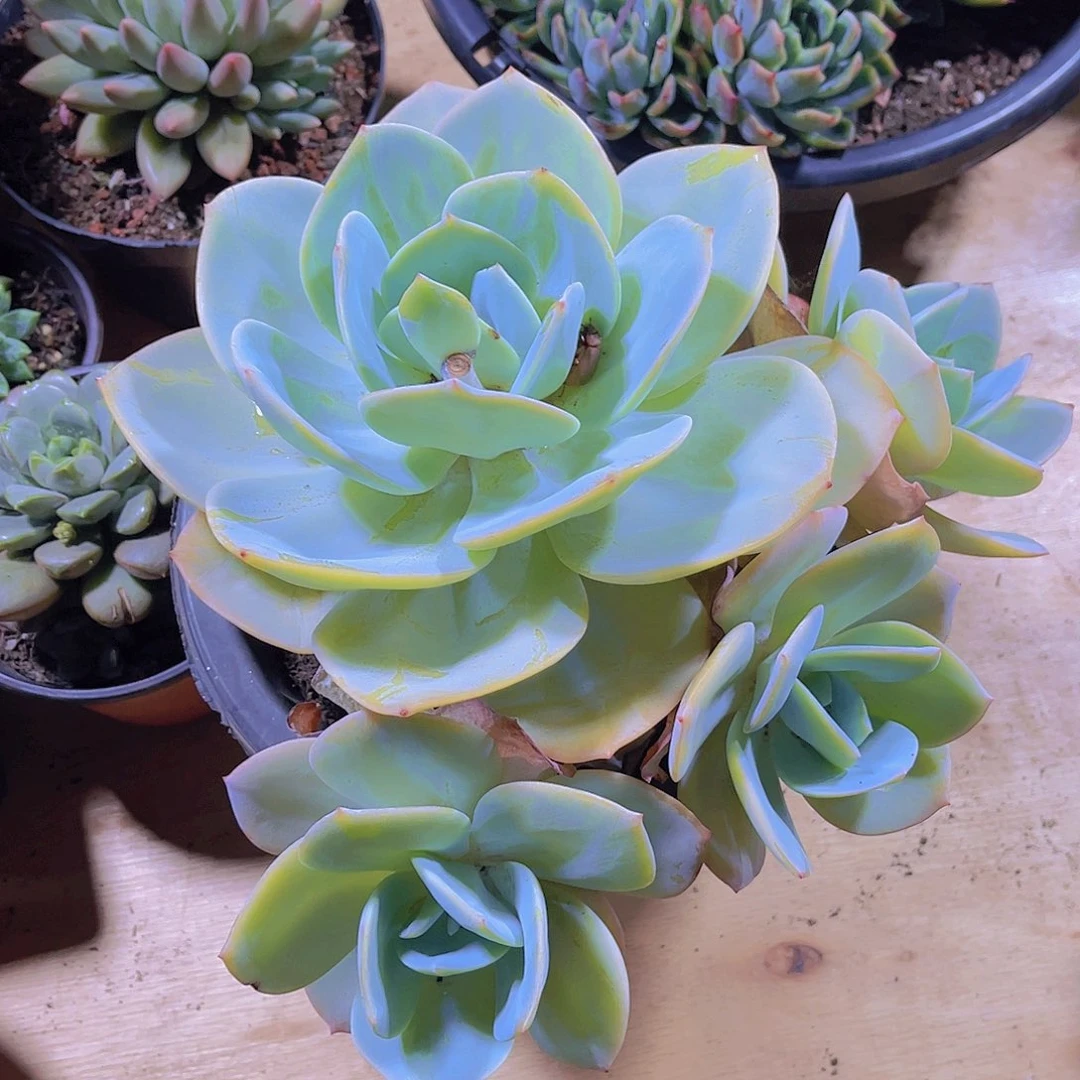 最***柔0000000000000135