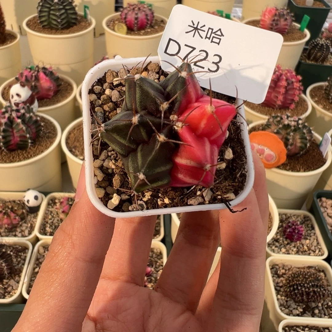 绵***雨723 好看的米哈冲冲冲