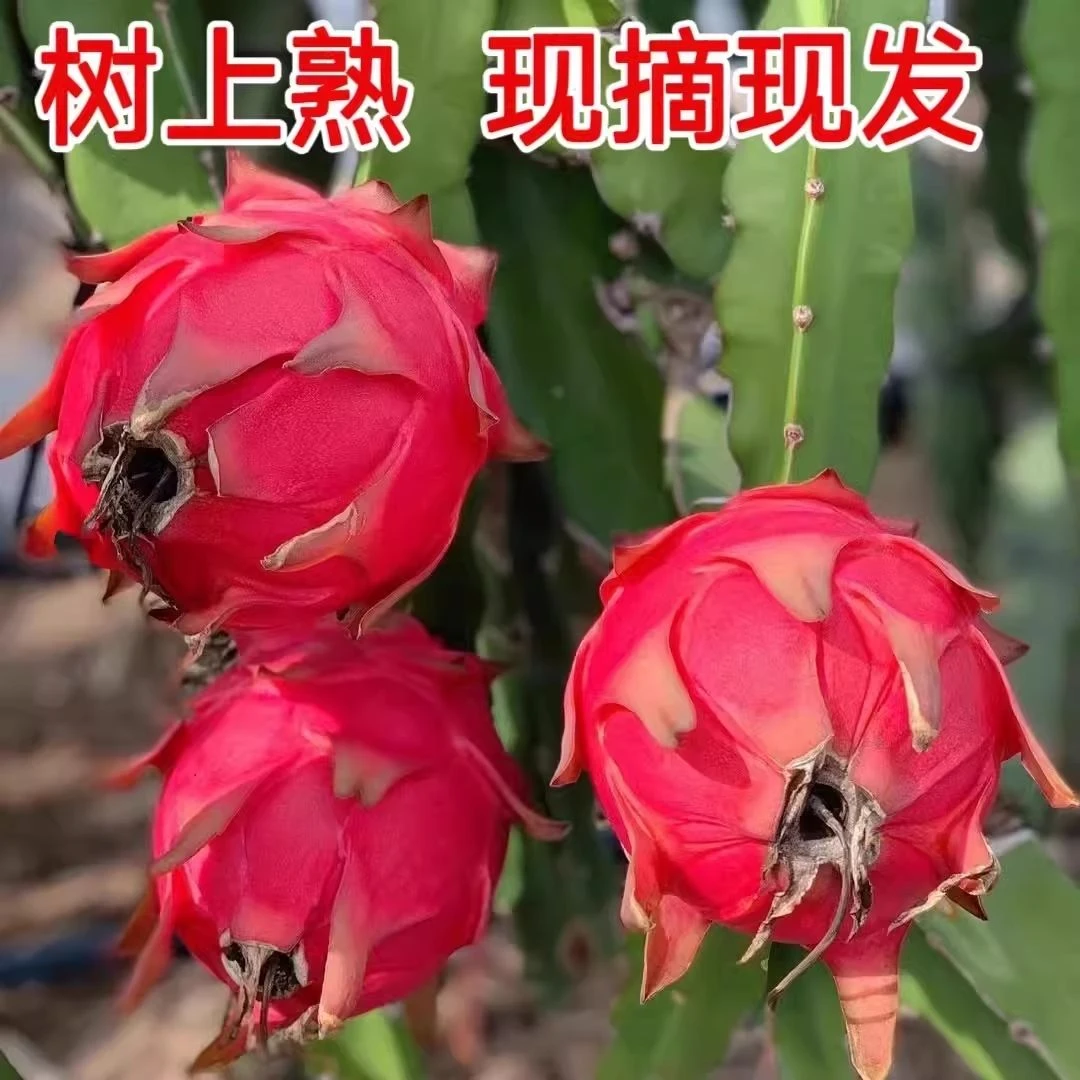 云南勐马金都一号红心火龙果红火龙果当季新鲜热带水果产地直发