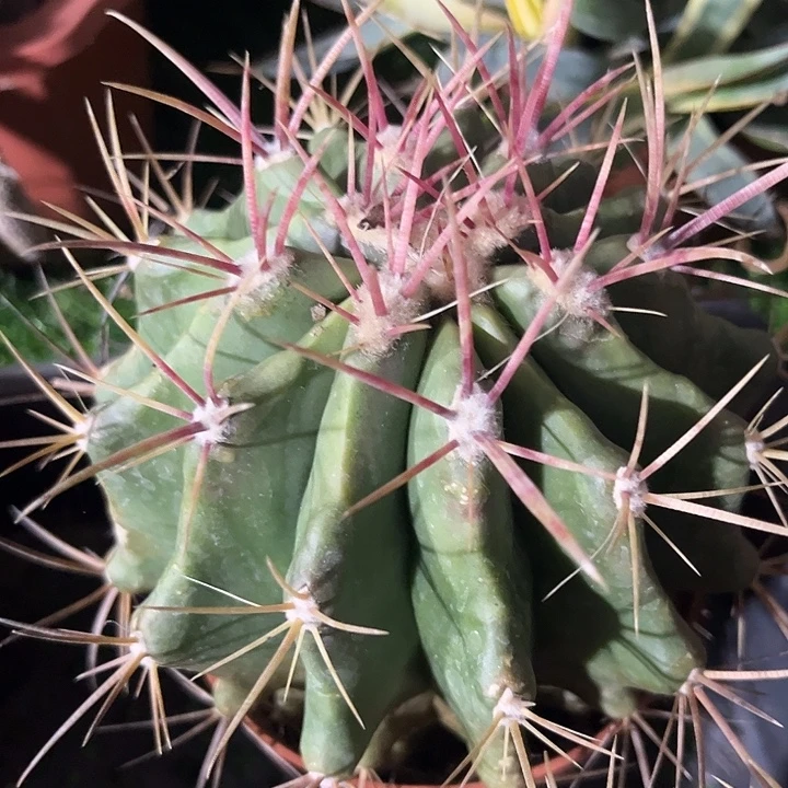 单头大红虎zzzzzzzz