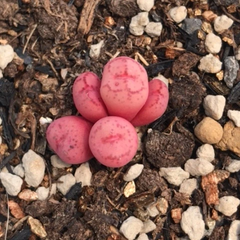 多肉肉锥 白花紫猴