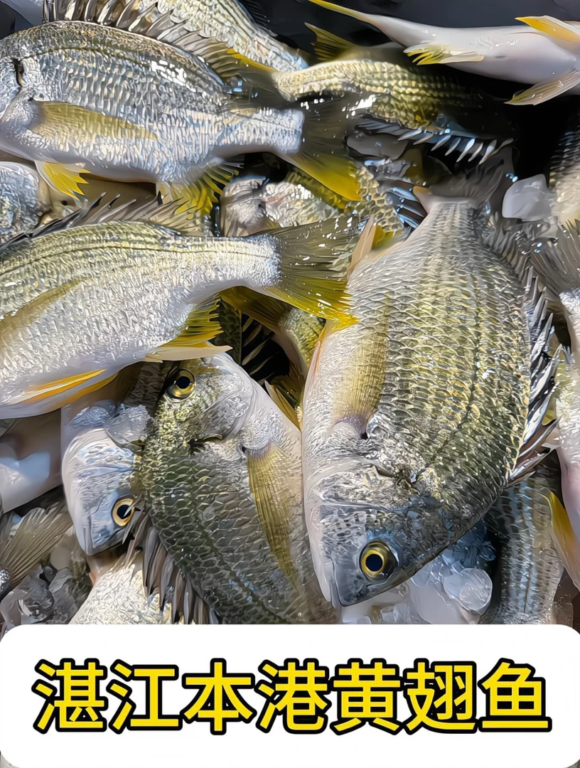 广东湛江本港当天海捕新鲜黄脚立黄翅鱼