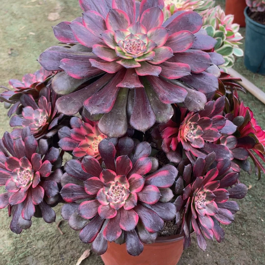 311yan花精品法师老桩