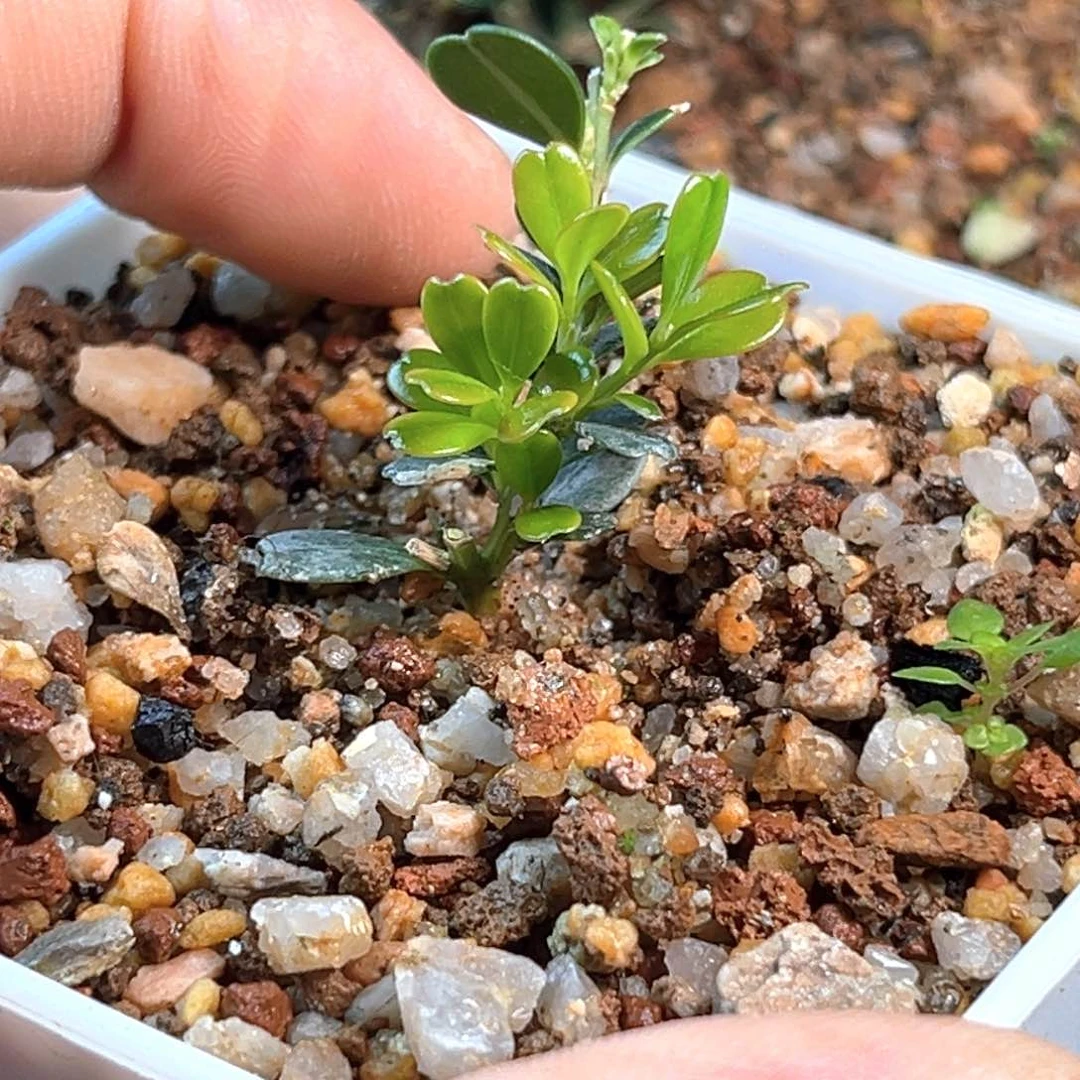 无花朵凤米黄杨一物一拍