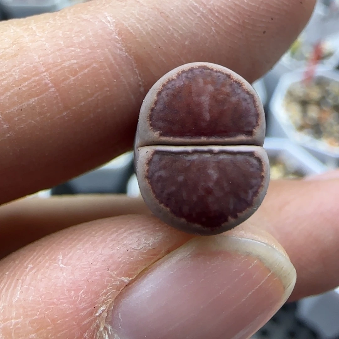 702紫菊稍有腿30包邮