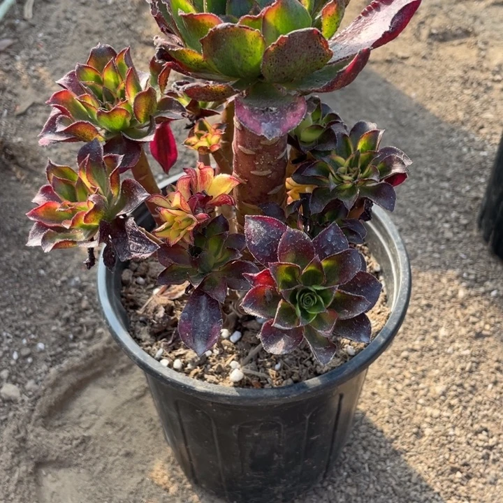 法师植物魅影法师809