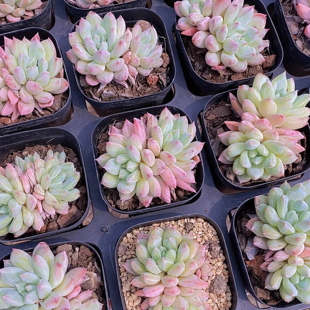 0526- 梅花烙双头一颗 量拍