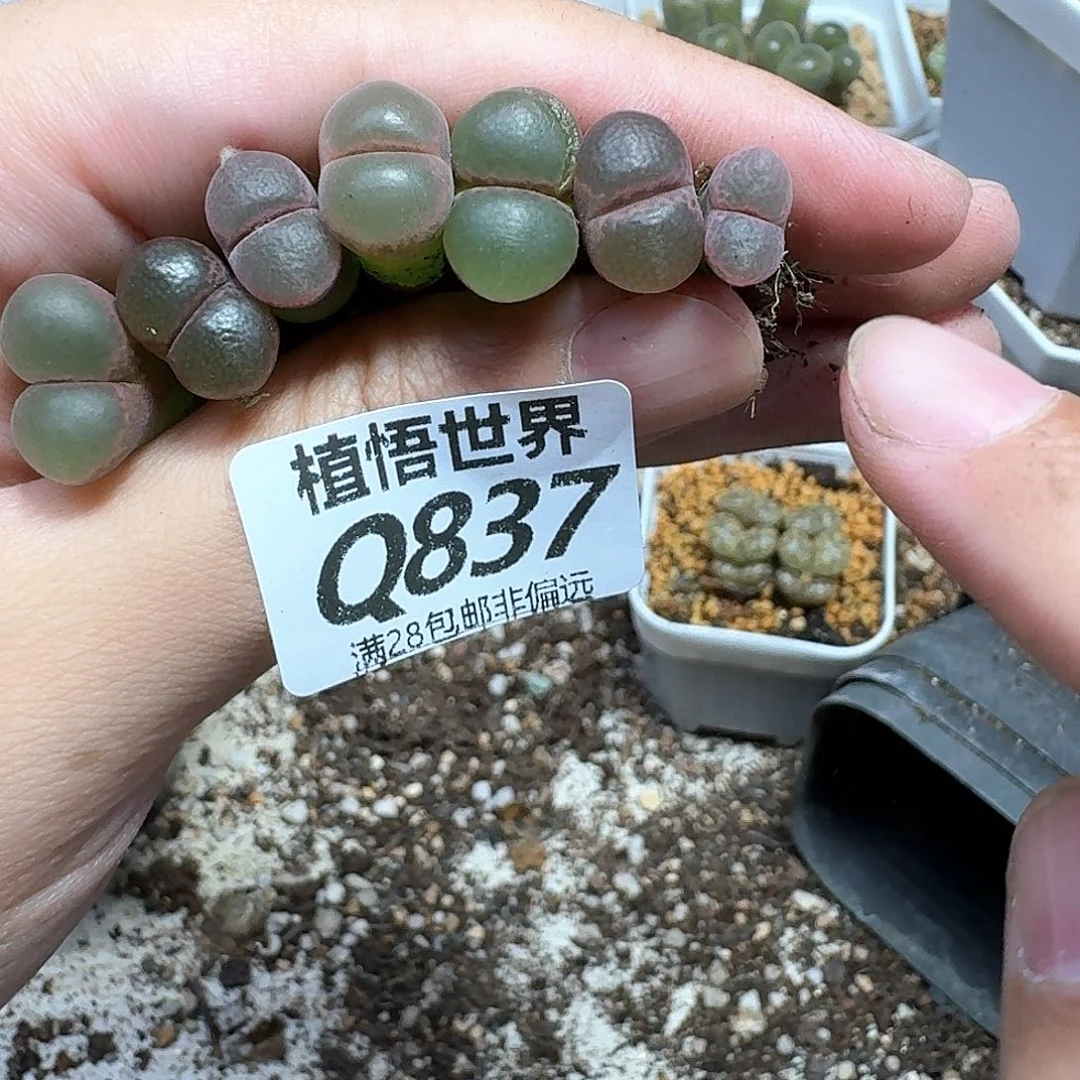 多肉植物的润泽地fv