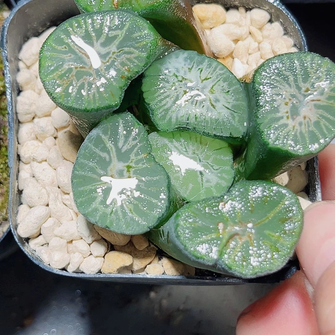 翡翠龙万象多肉植物6666