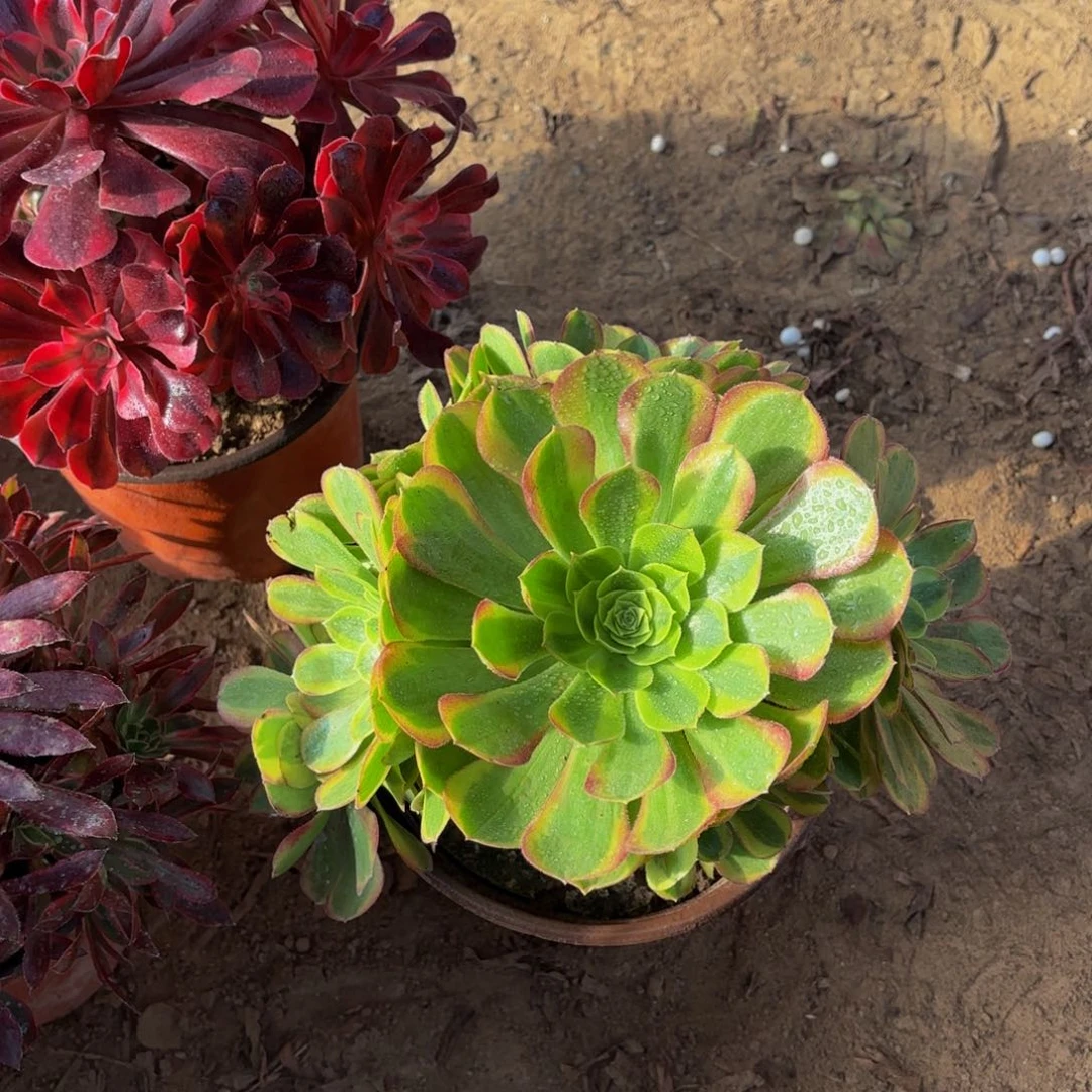 奶白（周正）9.9多肉植物