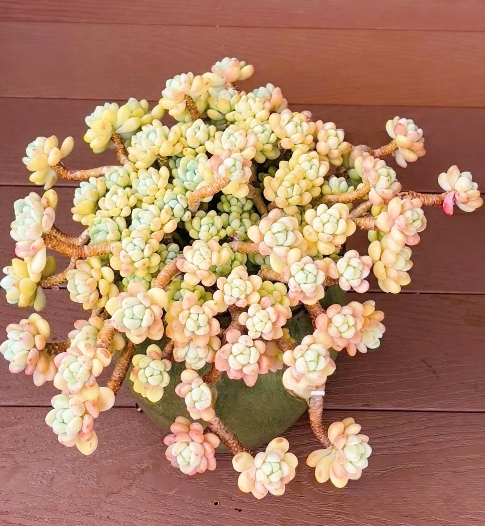 劳尔 多肉植物阳台庭院 花园植物