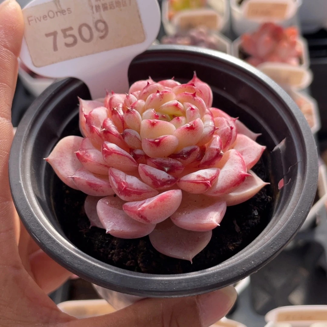 天鹅绒7509-6.5厘米