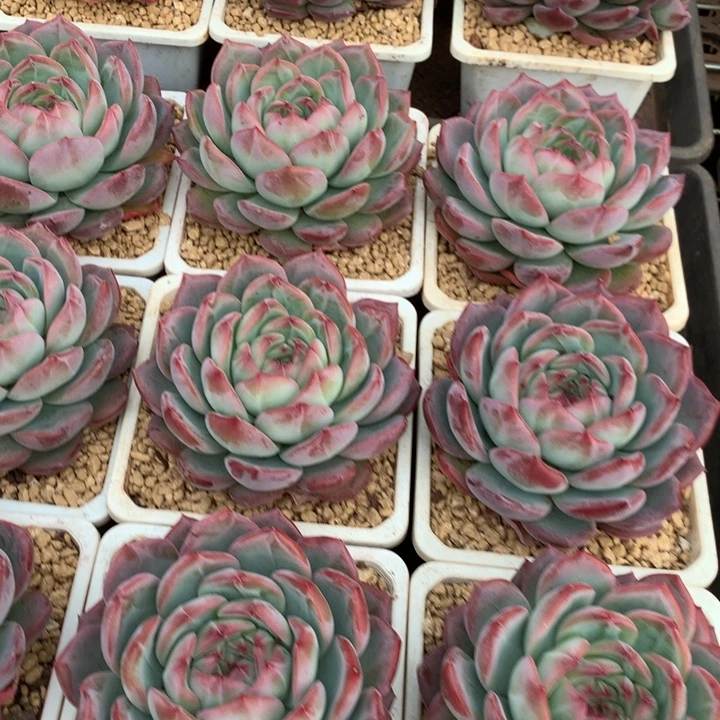 红鸾多肉植物12.88两单包邮