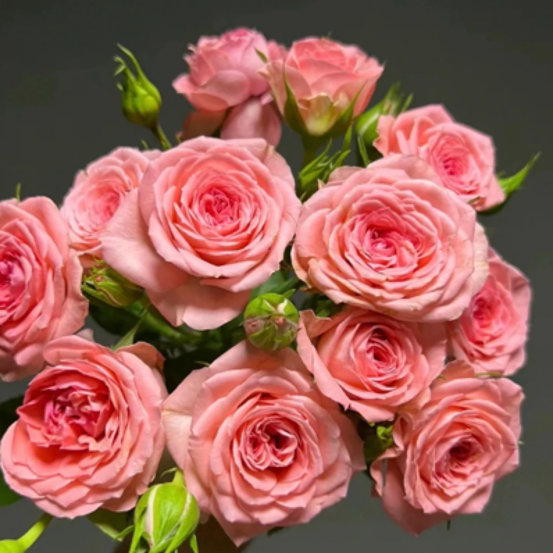 【仙度瑞拉】180盆 多头花多颗扦插多季节开花阳台庭院楼顶盆栽花卉