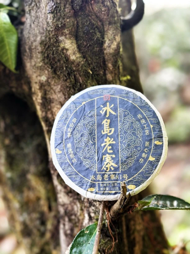 冰岛老寨81号23年春茶100g