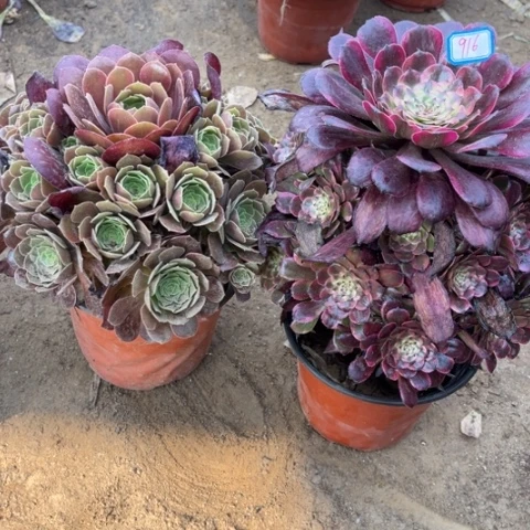 916多肉植物组合