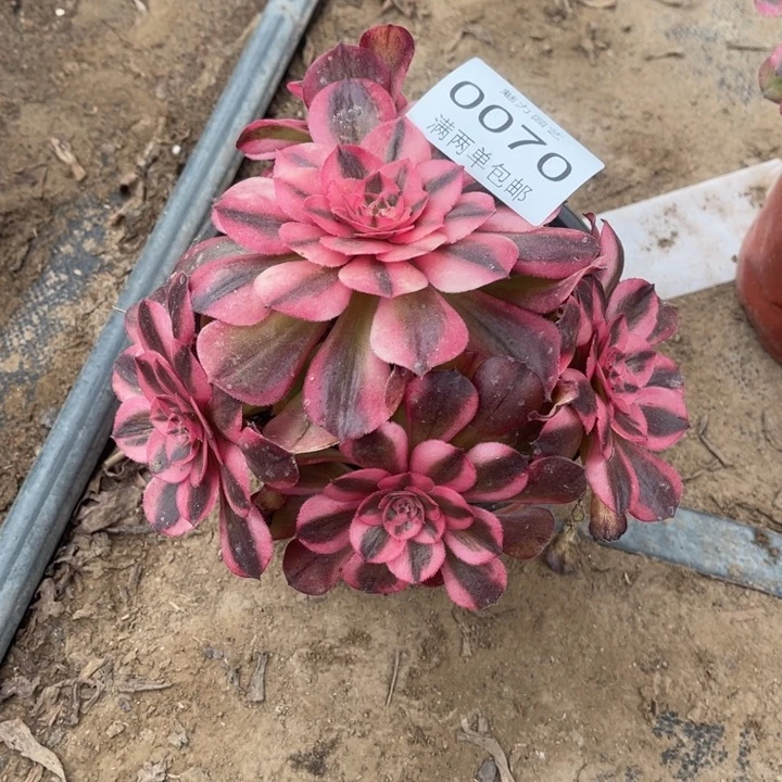 0070荔枝的人多肉的