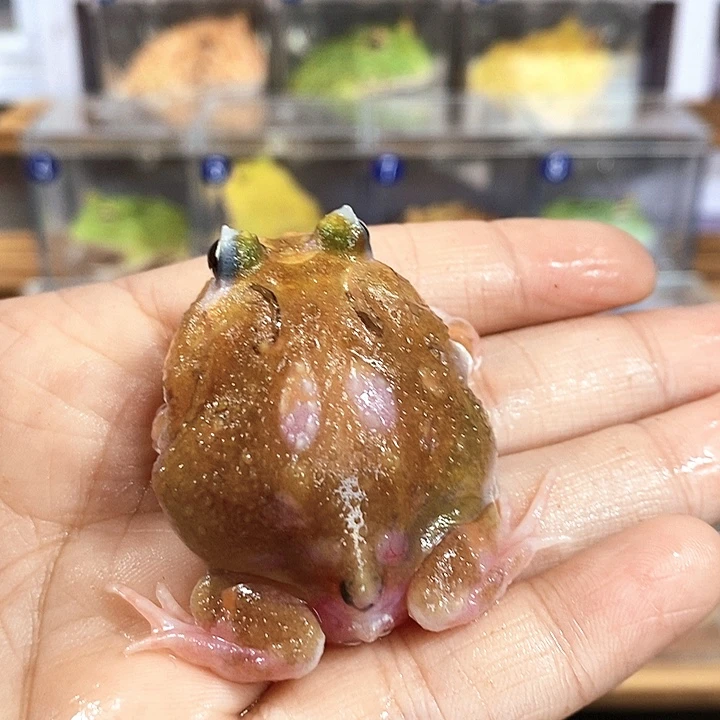 角蛙690号微瑕疵变异角蛙