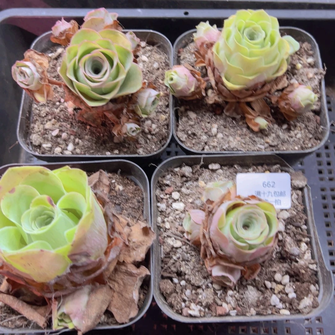 小***毛662 侧牙掉了不包损无售后