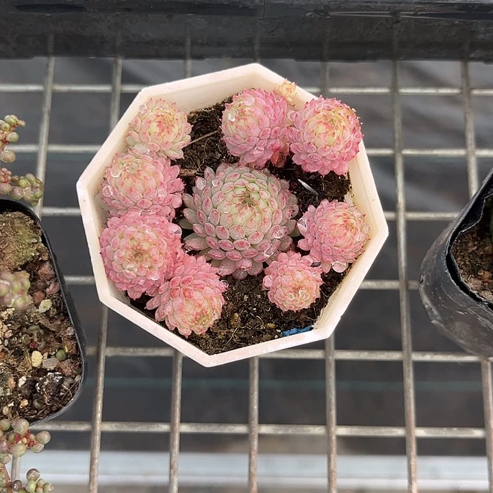 我也不知道我为什么要