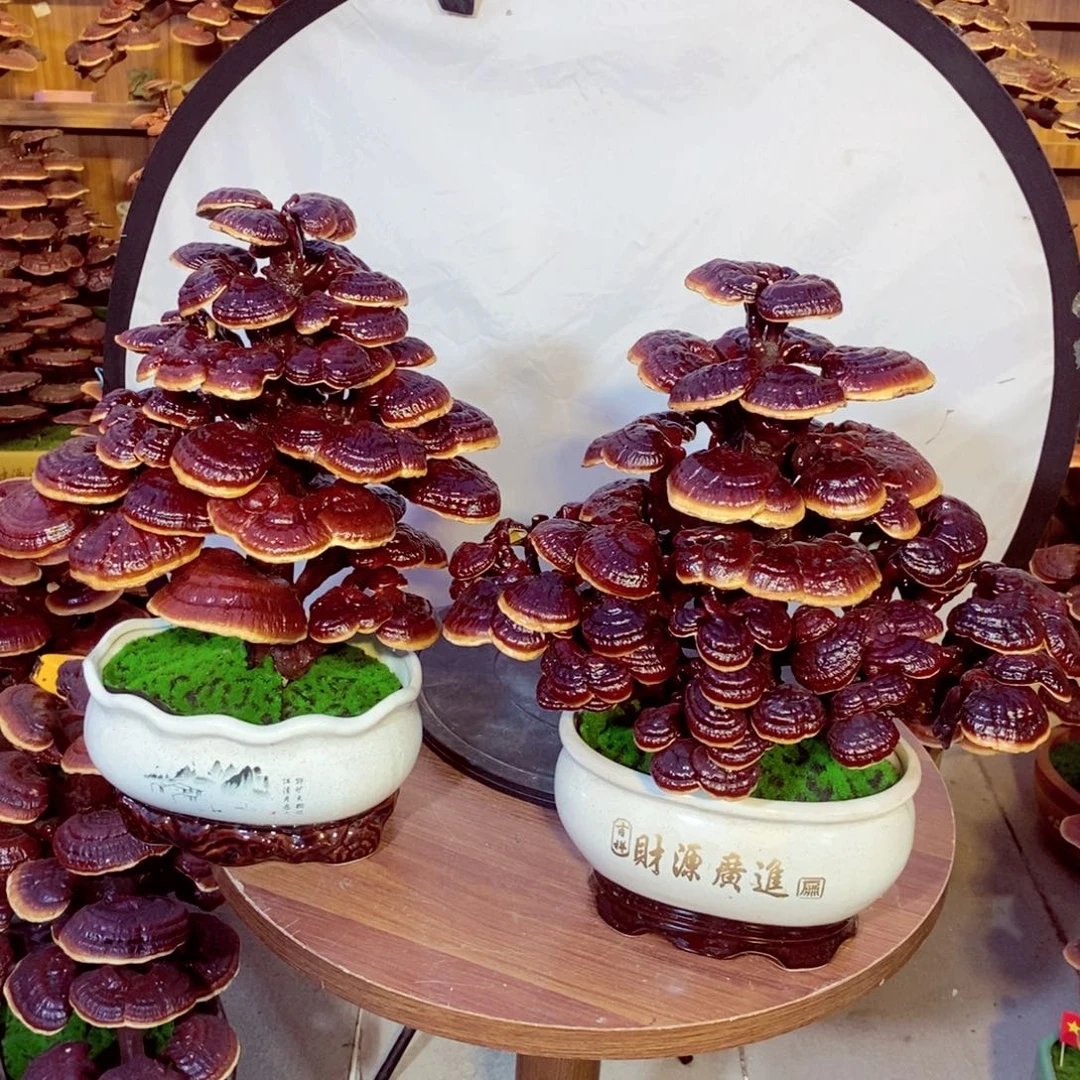 无花朵?****?发财树发财树发财树