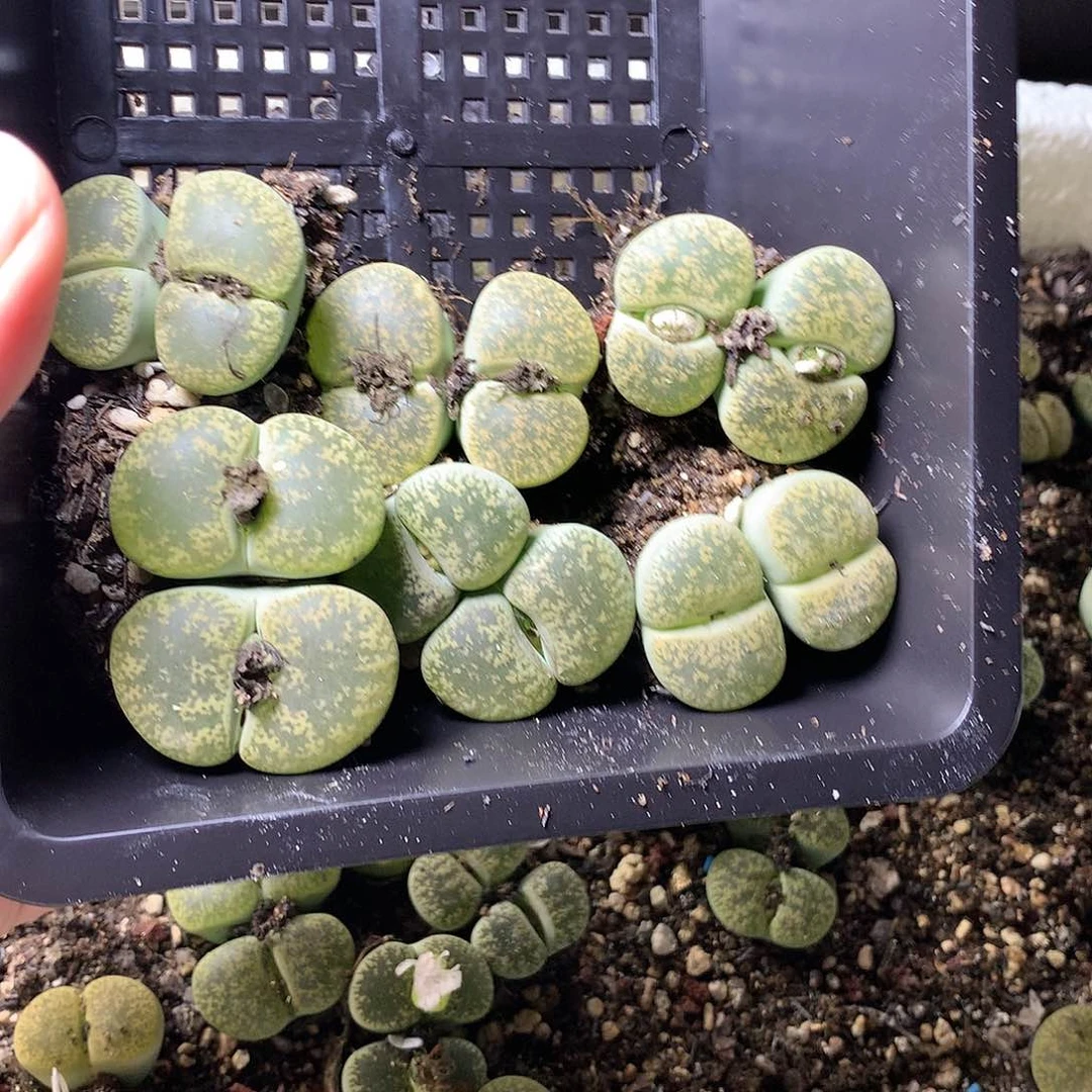 %**%T360多肉植物保护