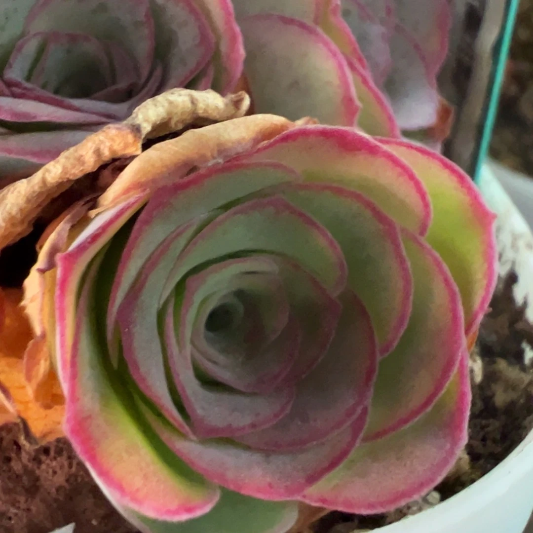 陈陈953梅萦侧芽