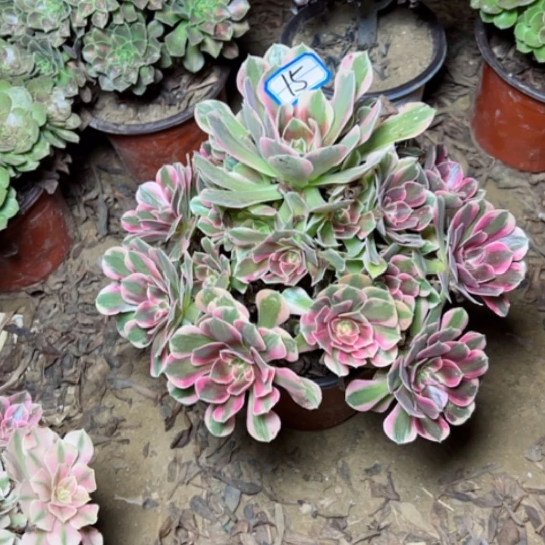 【闪购商品】“*”妖月15