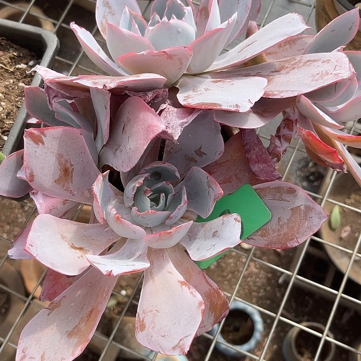 两单包邮，开播福利晚霞81