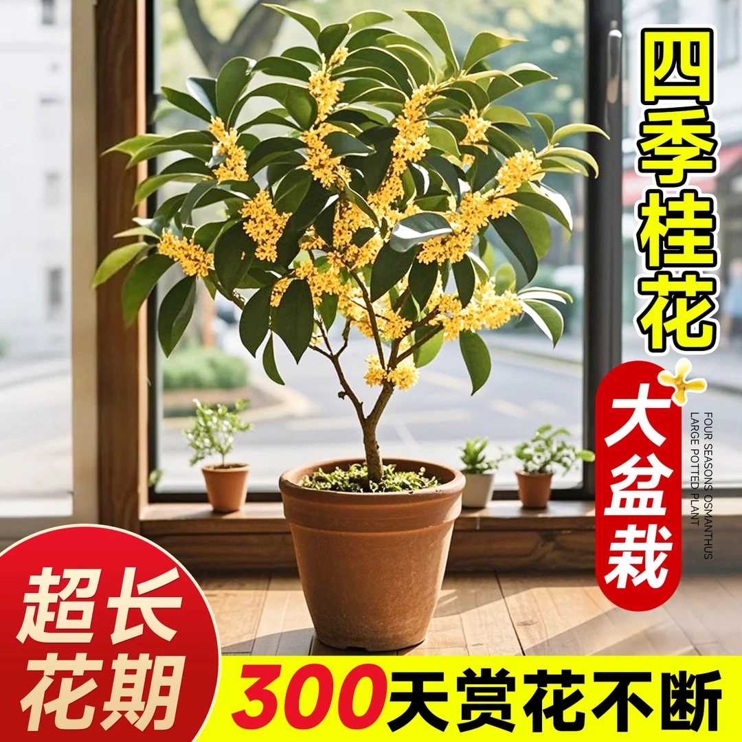四季桂花树苗盆栽浓香型带花可食用室内花卉植物庭院绿植阳台开花