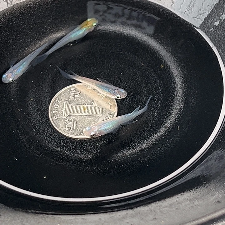 青鳉鱼水滴4条2号