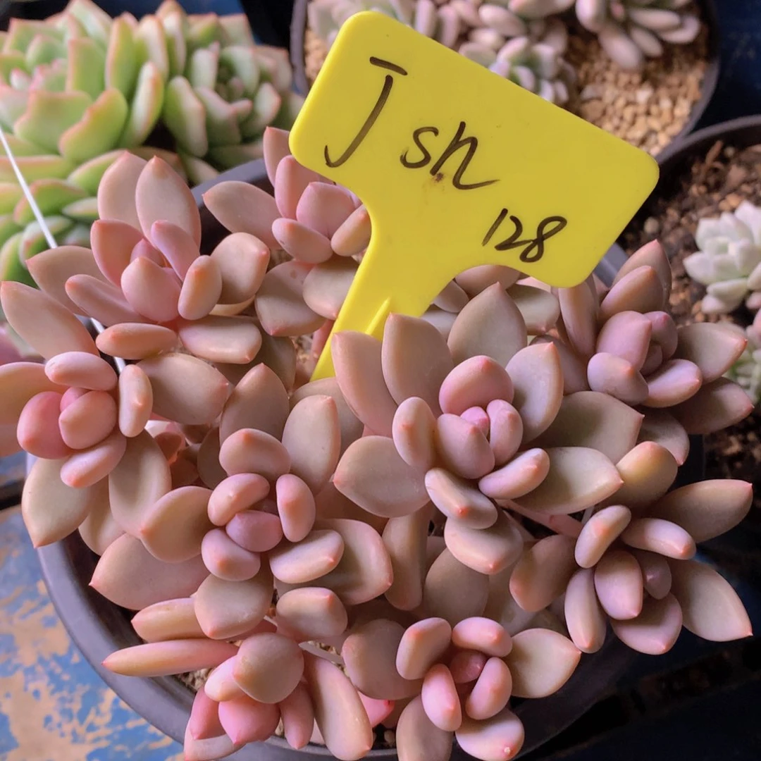 我家的小可爱们都很可爱啊