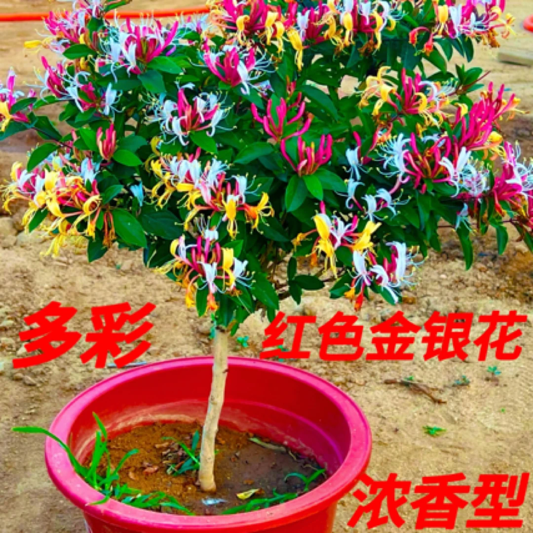树形 多彩红浓香型金银花可泡茶老桩南北方耐热耐寒盆栽地栽