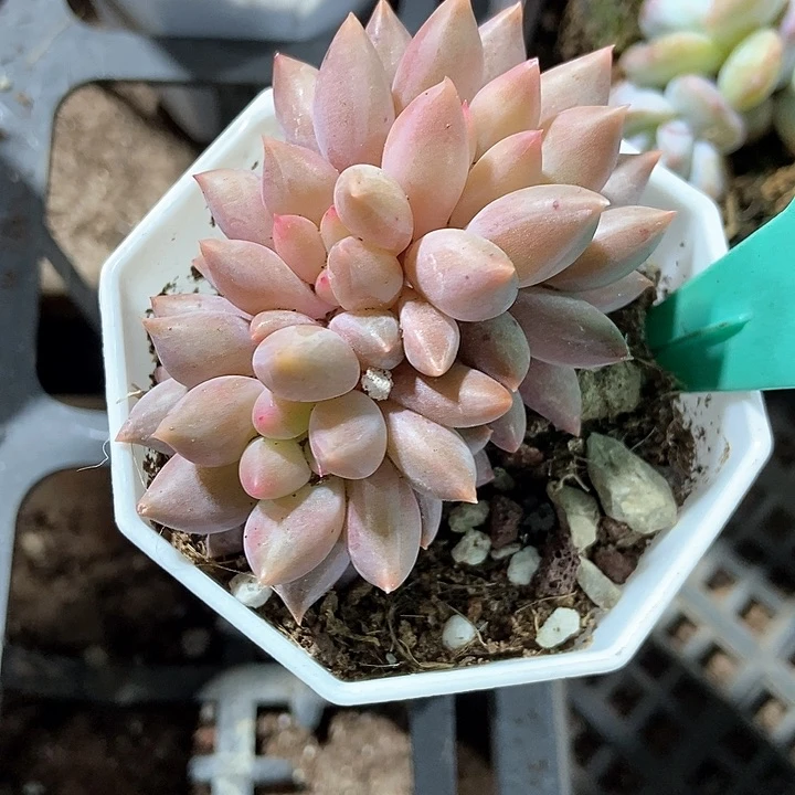 多肉植物车厘子1873