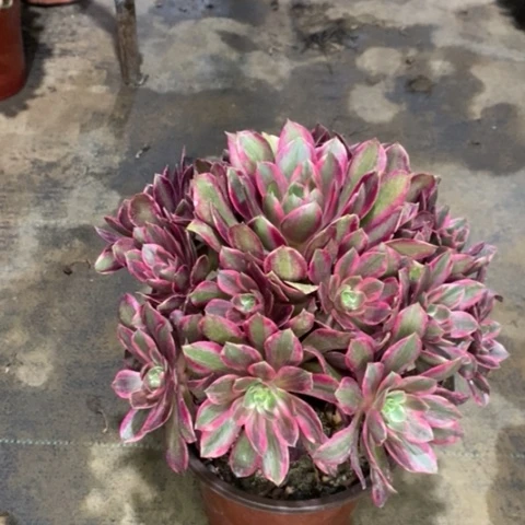 浣纱多肉植物006