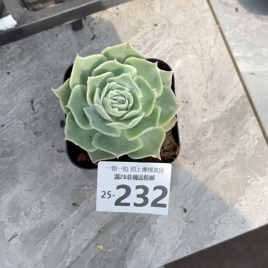 蓝丝绒单头多肉多肉多肉