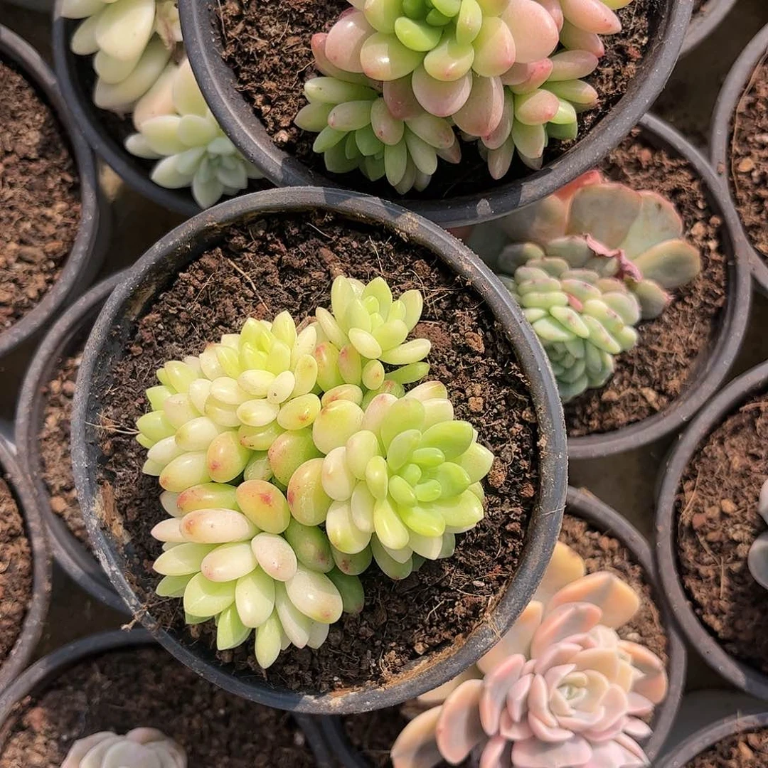 寄养链接的肉肉的