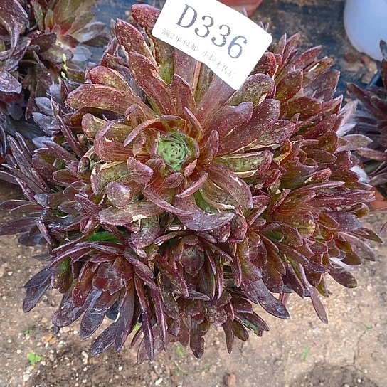 336红丝绒多肉法师锦