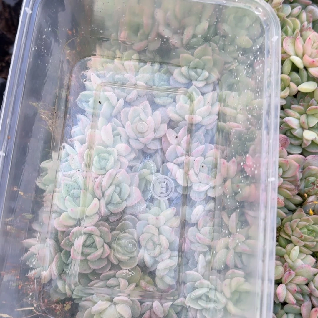 珍妮切糕大宽叶特好一份量拍28-11