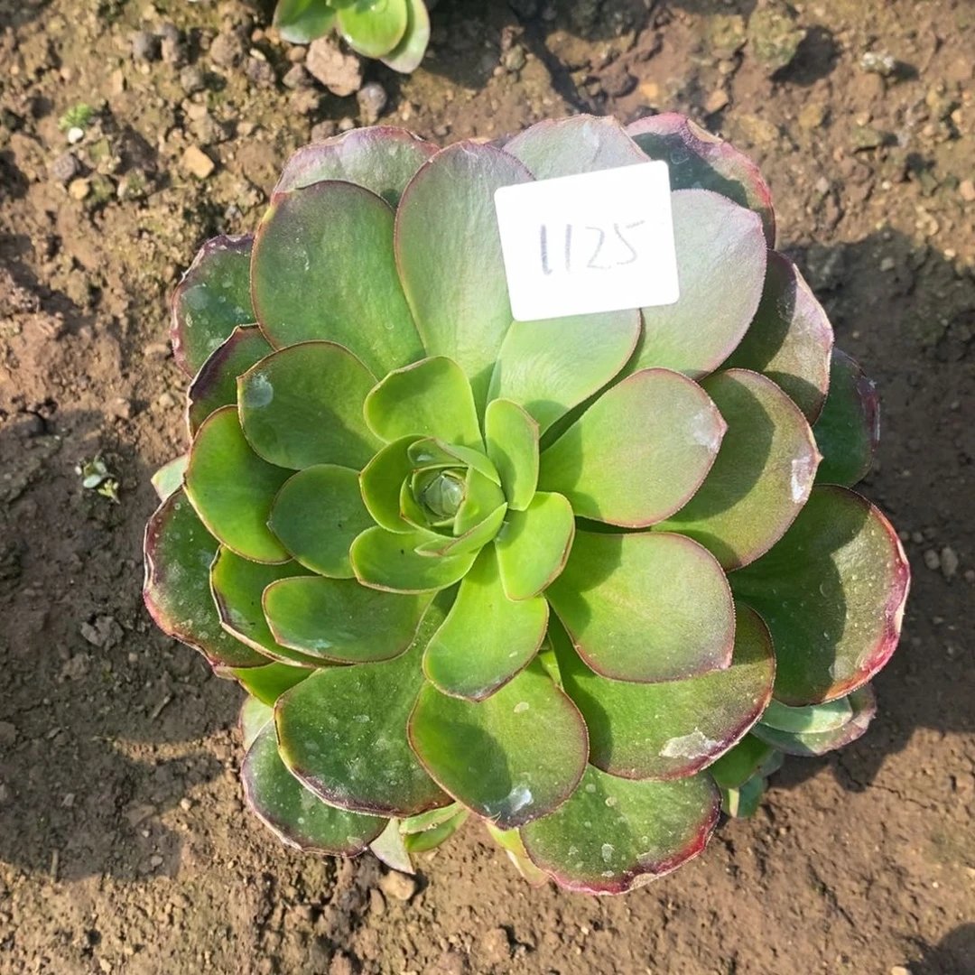 1125魅金玫瑰满崽15厘米量拍