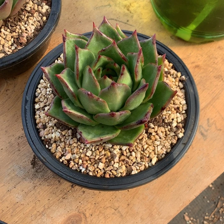 松***飞美肉特价活动开始啦