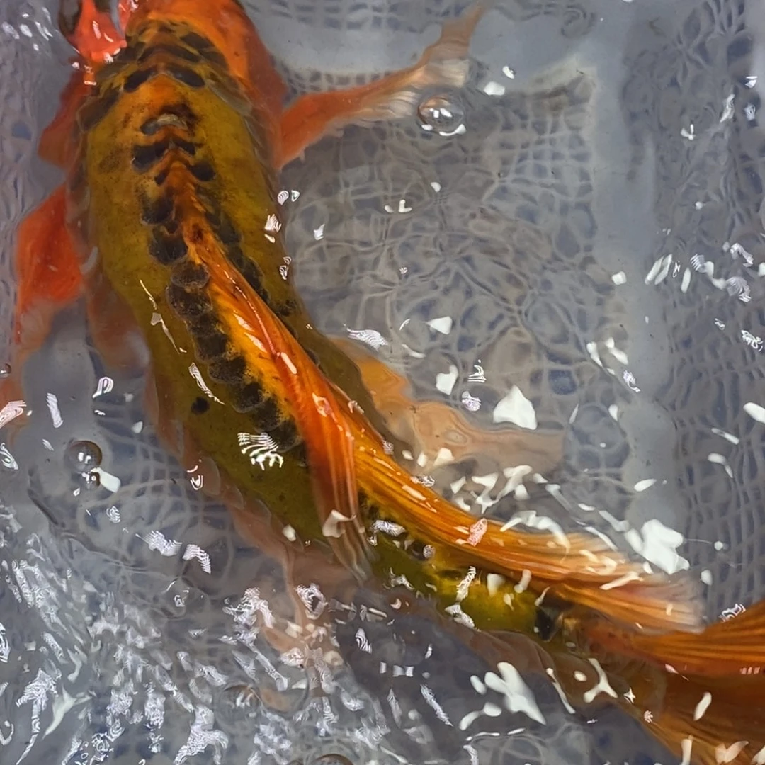 锦鲤冷水锦鲤（无开箱视频不售后）