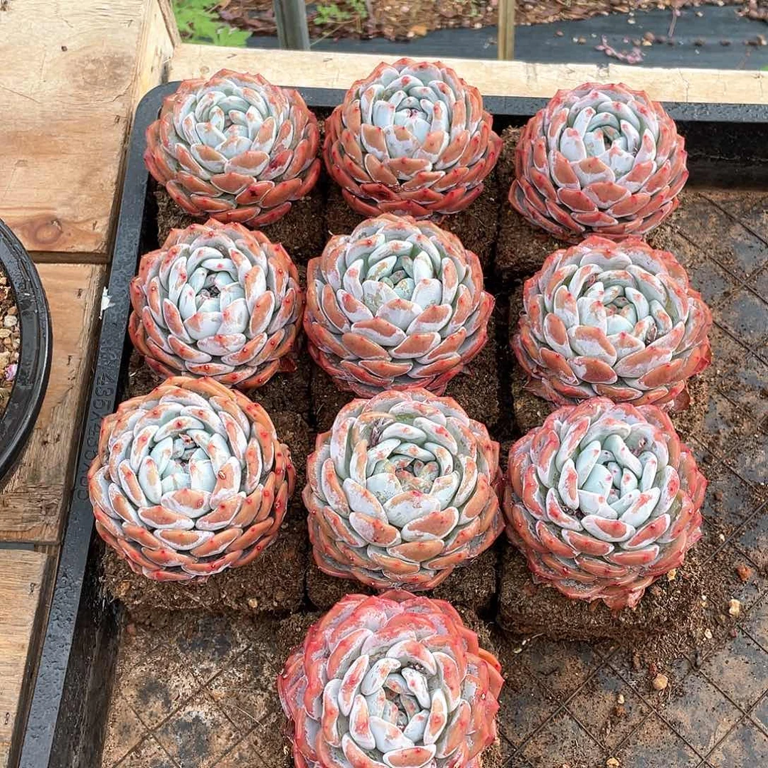 多肉植物多肉植物