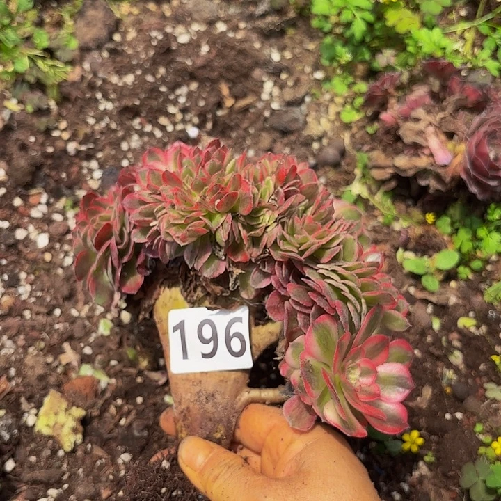 多肉植物福利196个