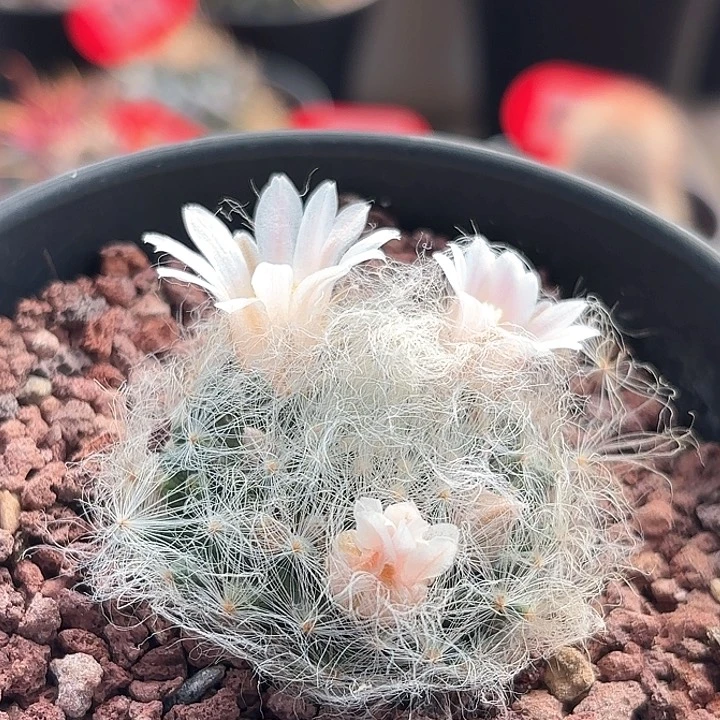 ₓ**ⁿ仙人球 实生翠星