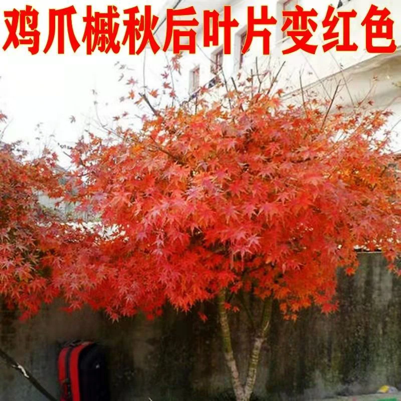 红枫鸡爪槭高端盆景地栽枫树